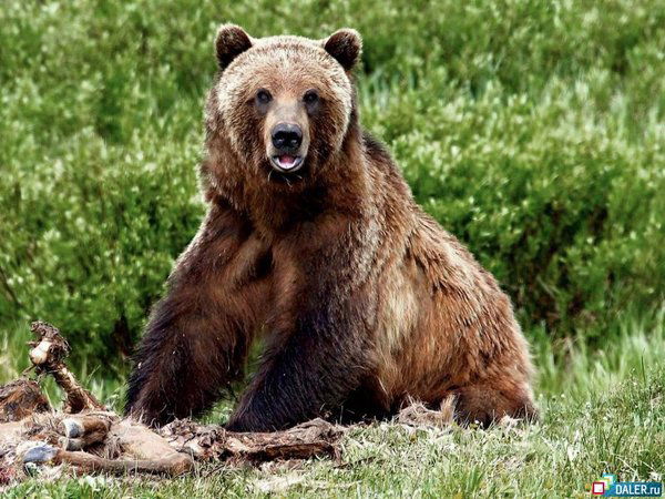 Михаил Минин