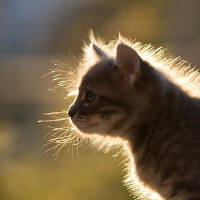 Алина Викторовна