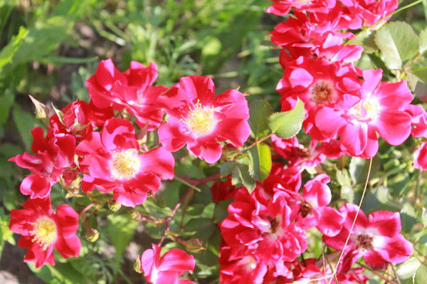 Алла Коротеева