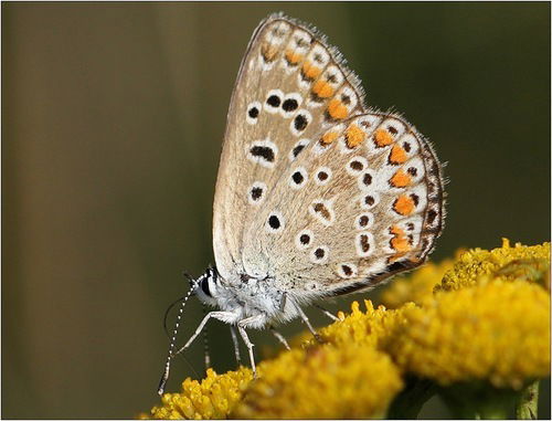 Вячеслав Владимирович