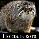 Валерий Матвеев