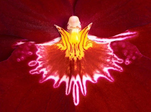 Евгений Меньшиков