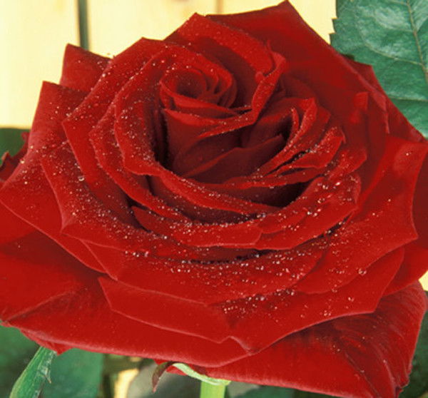 Маслихат Жарма