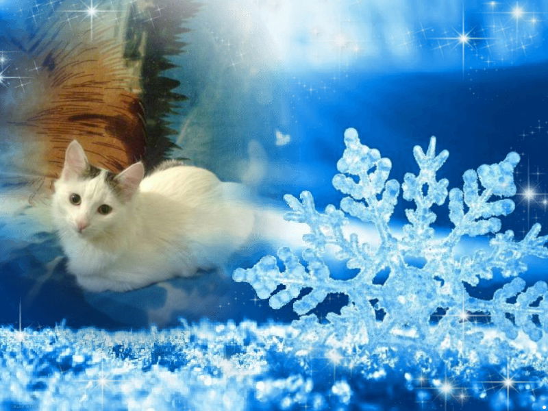 Наталья Афанасьева