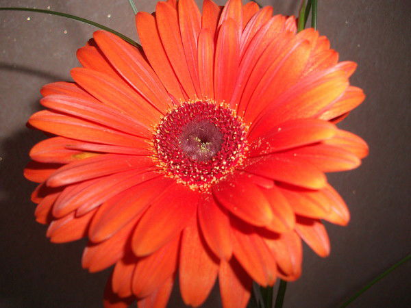 Эля Рахимова