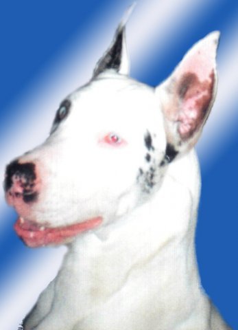 Евгений Черняк