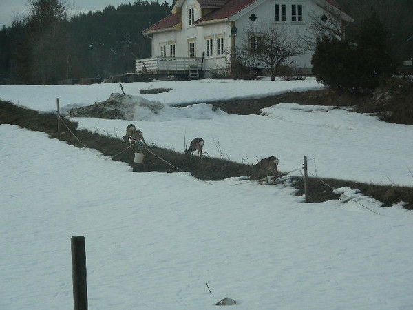 Инна Бортновская