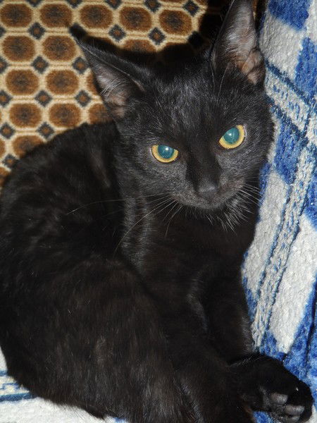 София Трубина