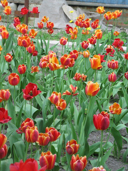 Эксперементальная База