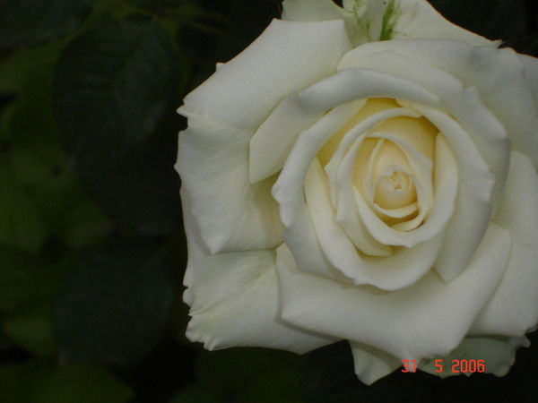 Счастье Мое