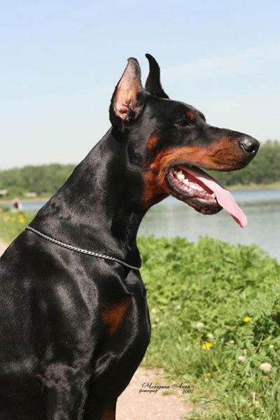 Виктор Южбабенко