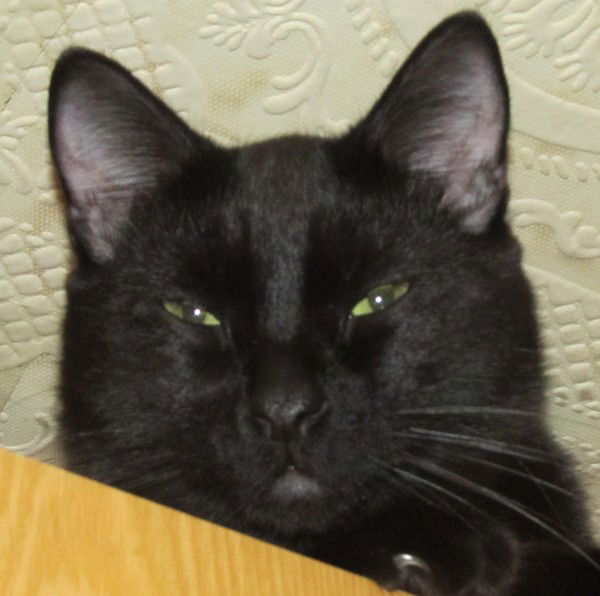 Санечка Санечкин