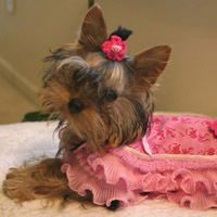 Елена Михайлова