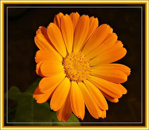 Елена Чабанова