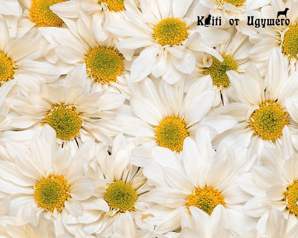 Анна Юнусова