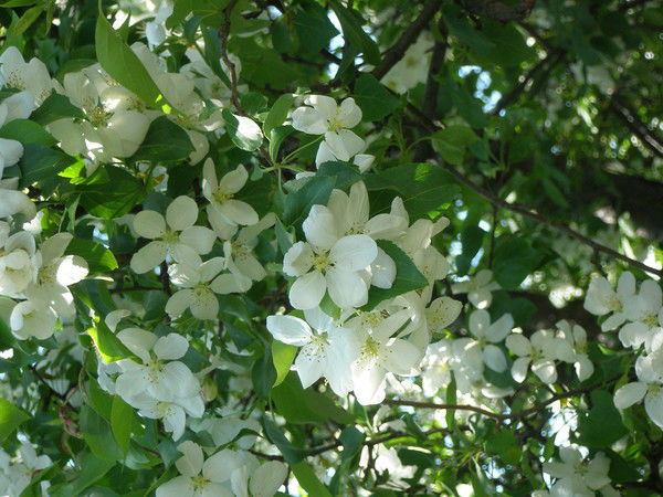 Наталья Шпаченко