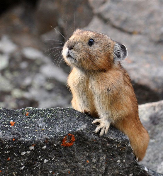 Александр Крижановский