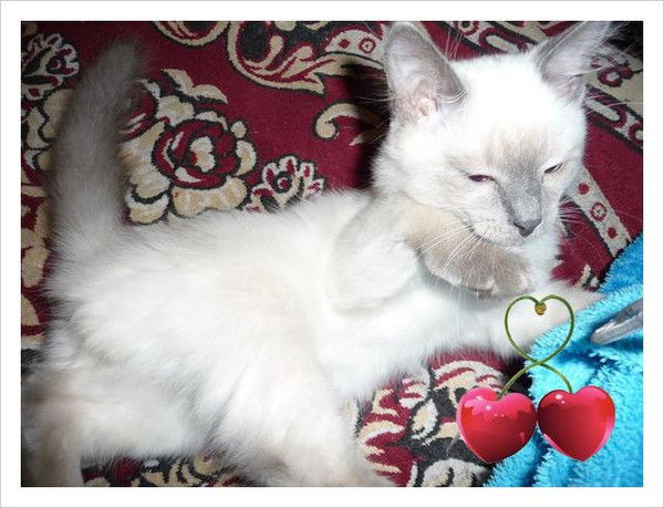 Аня Болингер