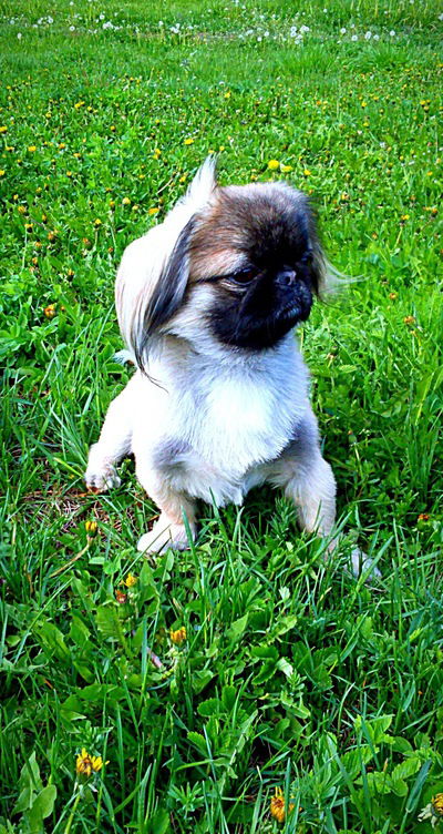 Альфия Габдраупова