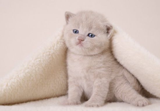 Лариса Мазурова (Козик)