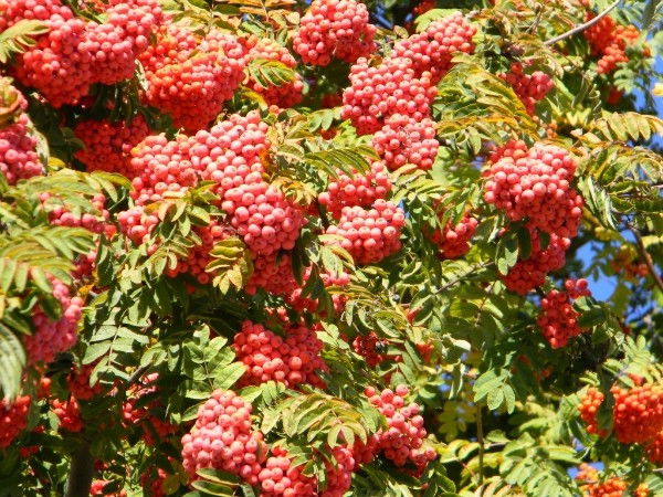 Альбина Юсупова