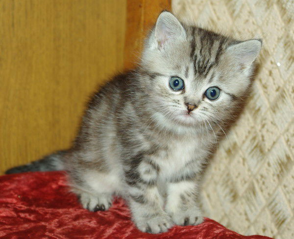 Ирина Баранникова