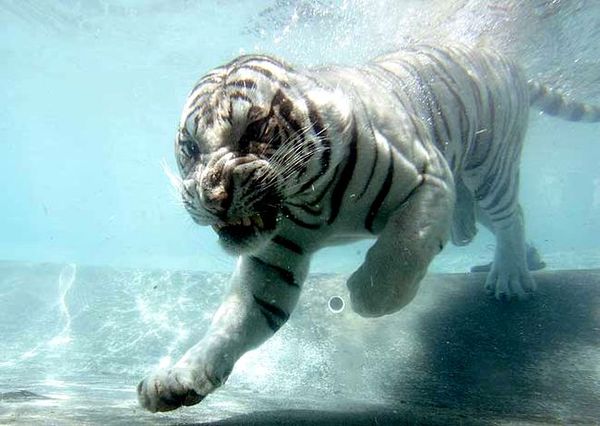 Анна Тюричева