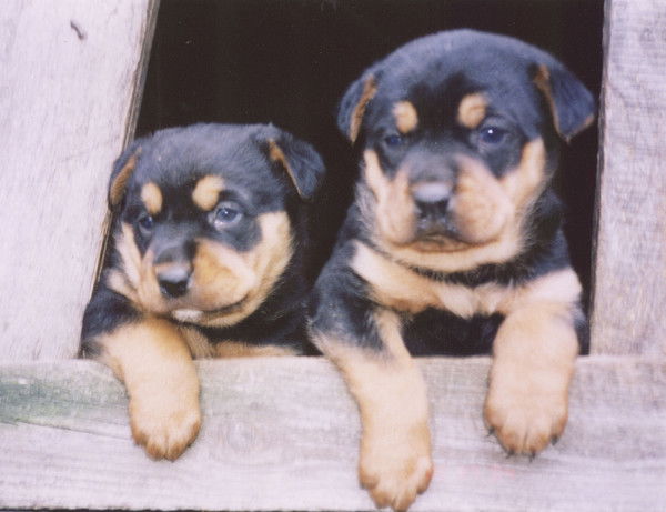 Татьяна Харкова