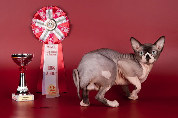 Лариса Лариса