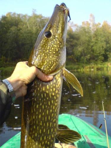 Александр Кудин