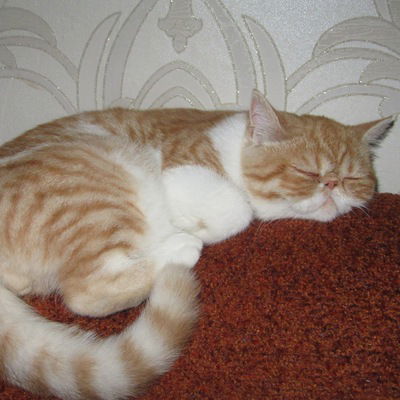 Дамир Абдуллин