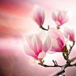 Саида Цулукия