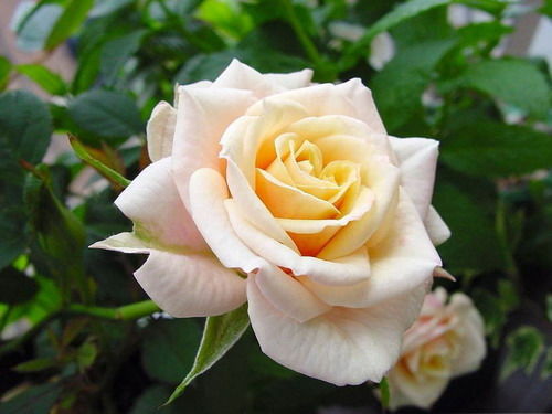 Гульназ Гараева (Файзриева)