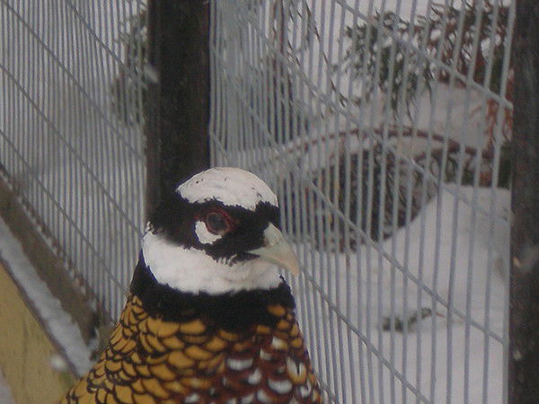 Мажуков Иван