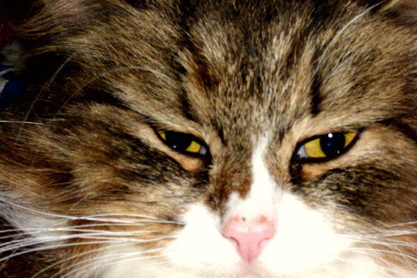 Светлана Баданина