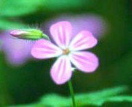 Наталья Громова