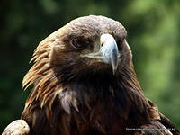 Денис Аваряскин