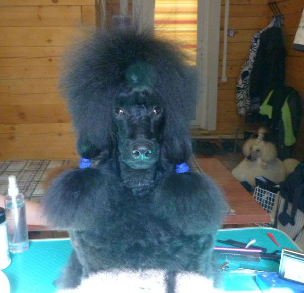 Елена Андрюшевич