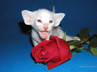 Алла Борисенко