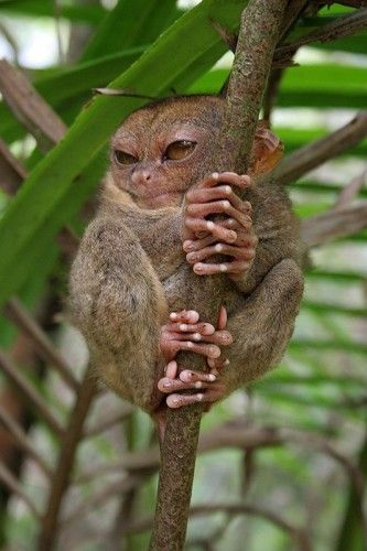 Ирина Пантилеева