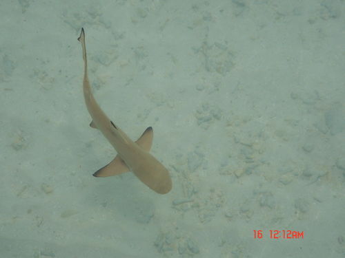 Александр Ёлгин