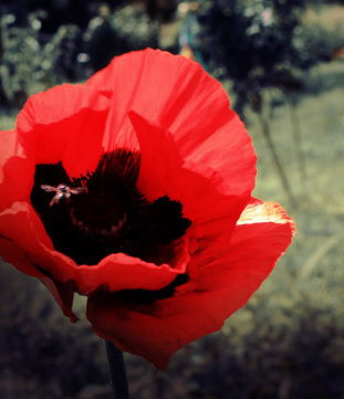 Лала Алишова