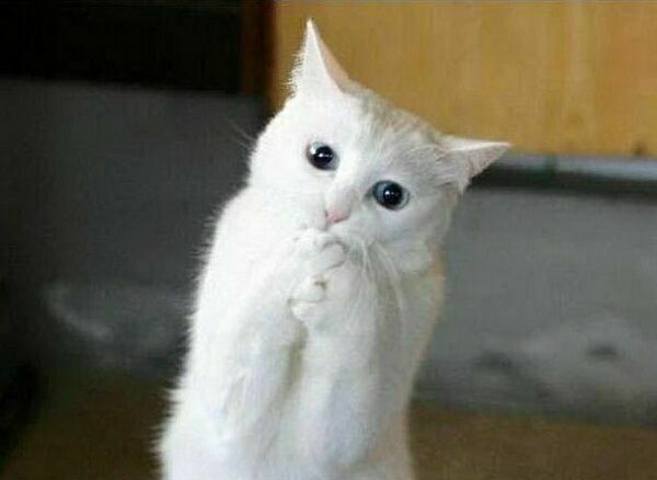 Жулдыз Пастухова