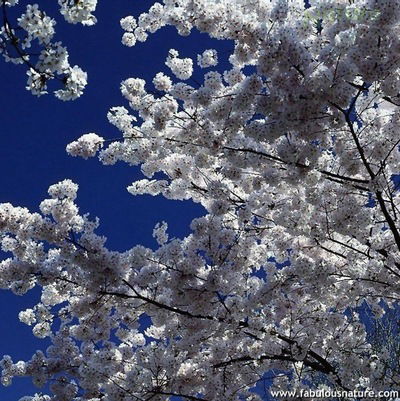 Эмилия Подзорова