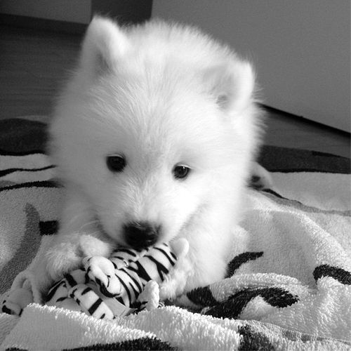 Злата Хижко