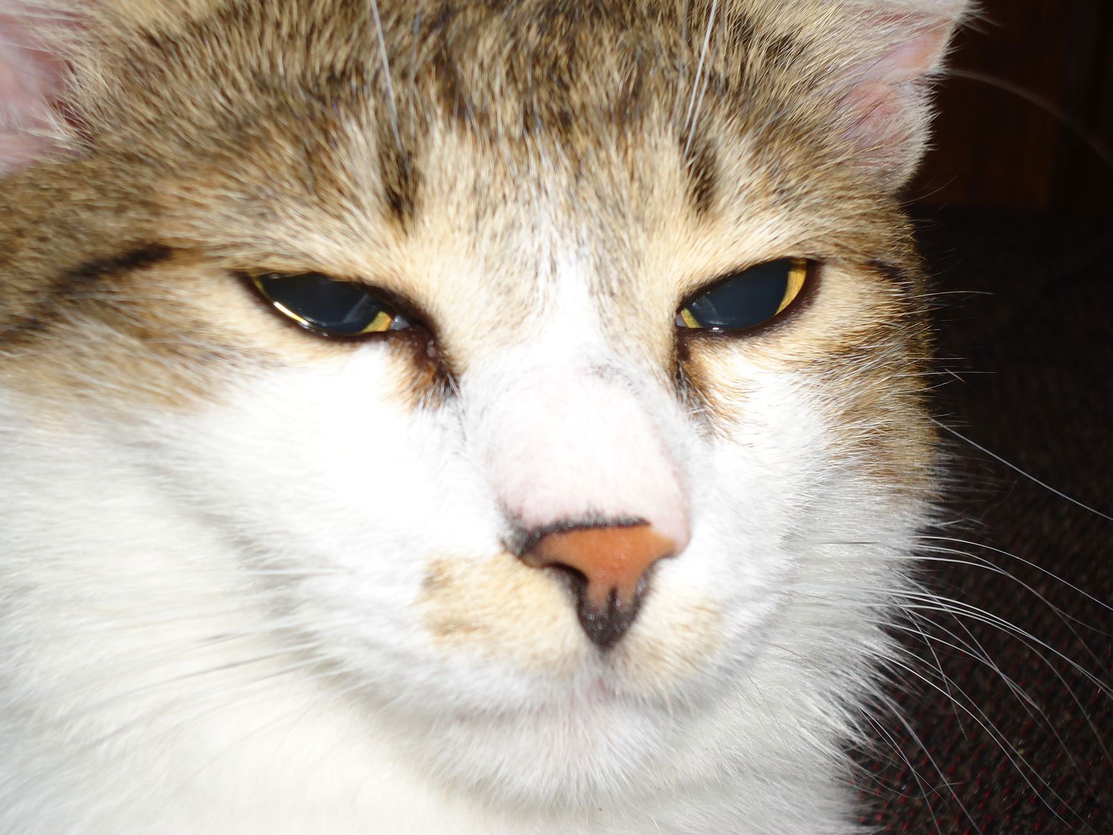 Артем Купреенко