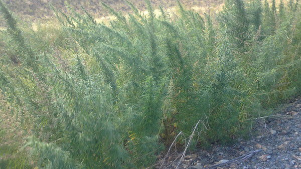 Виктор Виктор