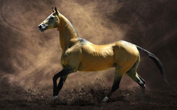 Ягшы Аширов