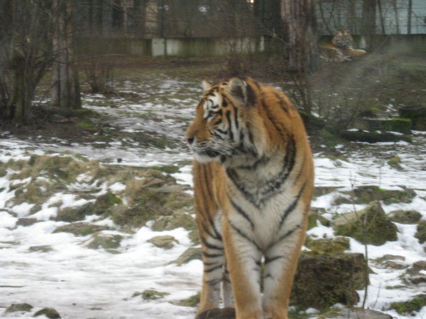 Семён Иевлев