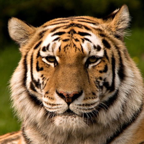 Сергей Чергейко